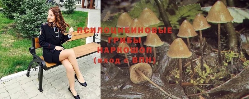 что такое наркотик  Серпухов  Псилоцибиновые грибы Psilocybe 